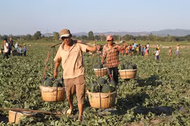 Nhọc nhằn nghề gánh dưa thuê