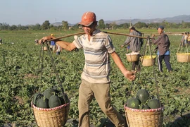 Khu vực Đông Nam tỉnh: Dưa hấu bội thu