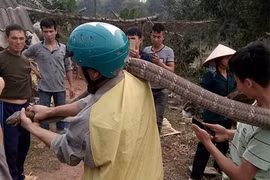 Rắn hổ mang khổng lồ ở Phú Thọ có tên trong sách đỏ