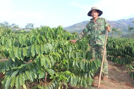 Chư Pah quyết tâm nâng giá trị cây cà phê