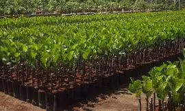 Siết chặt quản lý giống cây trồng