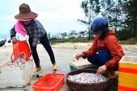 Ngư dân trúng "lộc biển" đầu Xuân