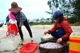 Ngư dân trúng "lộc biển" đầu Xuân