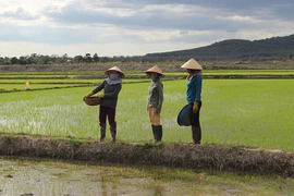 Nông dân Gia Lai nhộn nhịp ra đồng