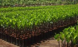 Siết chặt quản lý giống cây trồng