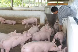 Gia Lai: Ổn định phát triển chăn nuôi