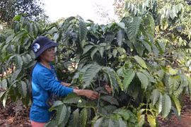 Đồng hành cùng hội viên nông dân