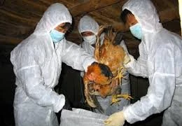 Cúm gia cầm H7N9 bùng phát ở Trung Quốc giết chết 79 người