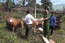 Gia Lai: Triệt phá nhóm đối tượng chuyên trộm bò