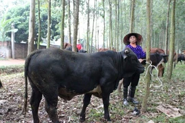 Nuôi bò BBB, thu hàng trăm tỷ