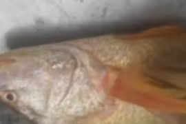 Bắt được hai con cá như sủ vàng tỷ đồng trên sông Đồng Nai