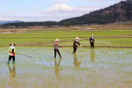 Chư Pah: Tập trung chăm sóc lúa Đông Xuân
