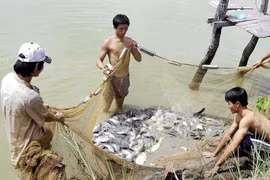 Nông dân Phú Thiện thu lợi cao từ nuôi cá