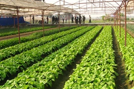 Thủ tướng: Tạo điều kiện phát triển nông nghiệp công nghệ cao