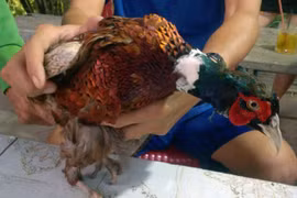 Bắt được chim lạ, nghi là loài hiếm trong sách đỏ