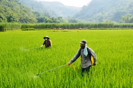 Vụ Đông Xuân 2016-2017: Nhiều tín hiệu lạc quan