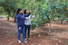 Nguy cơ mất mùa điều ở Đức Cơ