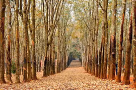 Đẹp ngỡ ngàng Tây Nguyên mùa lá rụng