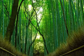Rừng tre hàng triệu cây thẳng tắp ở Nhật Bản