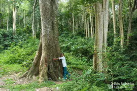 Khu "rừng cấm" ở Tương Dương
