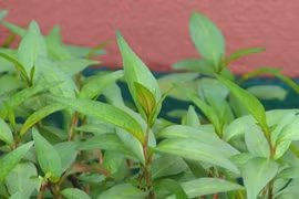 Rau răm trị nhiều bệnh