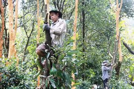 Công đoạn thu hoạch và bảo quản quế Trà My