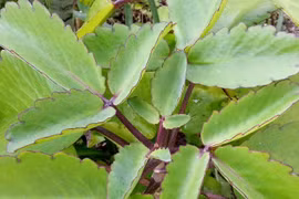 Cây lá bỏng – thảo dược giải rượu trong tíc tắc