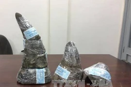 Tạm giữ ba đối tượng vận chuyển trái phép 10 khúc sừng tê giác