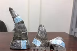 Tạm giữ ba đối tượng vận chuyển trái phép 10 khúc sừng tê giác