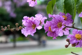 Góc đường có hoa bằng lăng