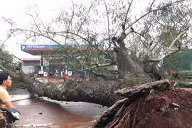 Đức Cơ: Cây cổ thụ đổ chắn ngang quốc lộ 19B