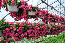 12 loài hoa trồng ban công này sẽ khiến nhà bạn "nổi nhất phố"