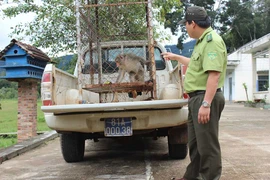 Nỗ lực bảo tồn các loài động vật hoang dã