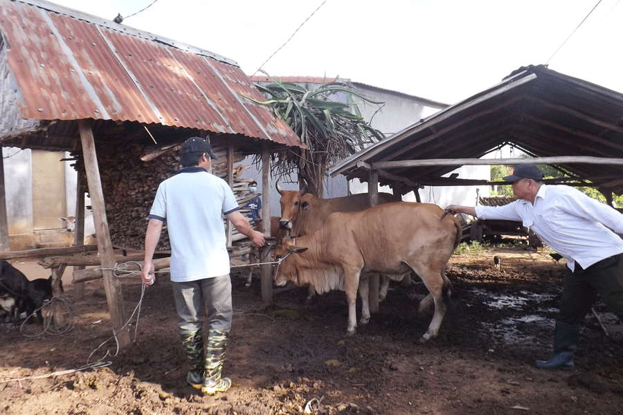 Đak Pơ: Tiêm phòng vắc xin đạt trên 72%