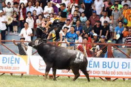Trâu húc chết chủ, Bộ hỏa tốc đề nghị tạm dừng chọi trâu Đồ Sơn