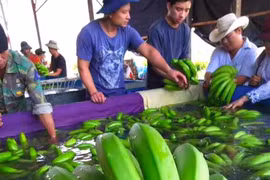 Những trái chuối xuất ngoại đầu tiên của bầu Đức