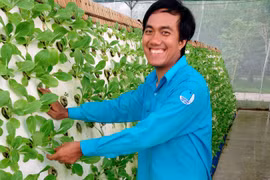 Mô hình trồng rau sạch