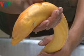 Bắt được con lươn vàng "khủng", nhiều người hiếu kỳ đến xem