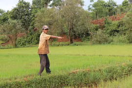 Chủ động phòng trừ sâu bệnh hại cây trồng