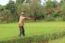 Chủ động phòng trừ sâu bệnh hại cây trồng