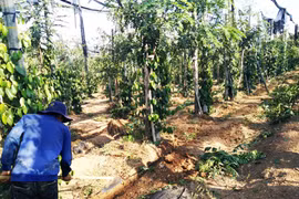 Chư Pưh: Nhiều mô hình ứng dụng công nghệ cao trong lĩnh vực nông nghiệp