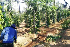 Chư Pưh: Nhiều mô hình ứng dụng công nghệ cao trong lĩnh vực nông nghiệp