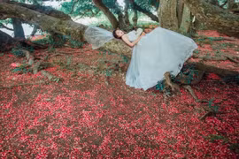 Cây lộc vừng di sản trải thảm hoa đỏ dưới gốc