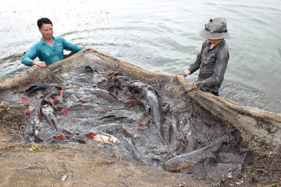 Triển vọng mô hình nuôi cá lăng nha