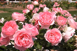 Khám phá những loài hoa đẹp ở Đà Lạt