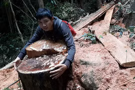 Vụ rừng Lơ Pang bị tàn phá: Ủy ban nhân dân tỉnh chỉ đạo làm rõ