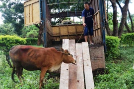 Trao tặng bò giống cho hộ nghèo