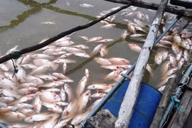 60 tấn cá chết dày đặc hồ thủy điện ở Kon Tum