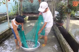 Thả trên 86 ngàn con cá giống ra hồ chứa Plei Pai