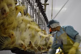 Việt Nam xuất khẩu lô thịt gà đầu tiên sang thị trường Nhật Bản